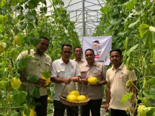 KETUA DPD TANI MERDEKA KABUPATEN ACEH UTARA BERKUNJUNG KE AGROEDUWISATA PETIK MELON HIDROPONIK ALA JEPANG YANG DIKELOLA OLEH KORCAM TANI MERDEKA KECAMATAN PAYA BAKONG